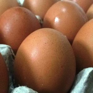 bisnis telur ayam