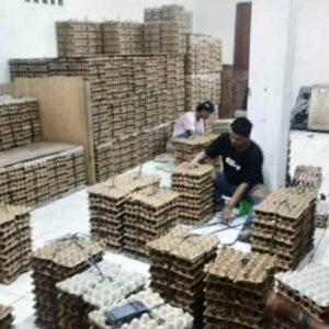 Bisnis Telur Ayam Di Sudimara Selatan Kota Tangerang