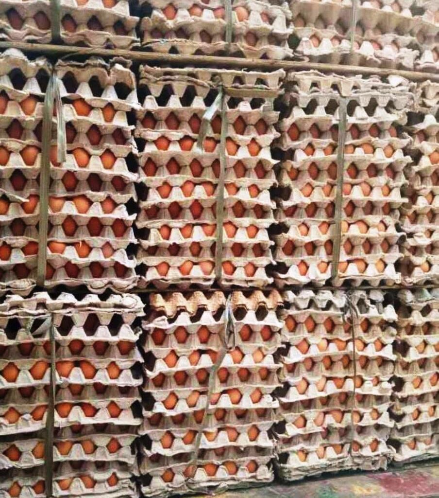 distributor Telur Ayam Berkualitas Tangerang Dan Sekitarnya